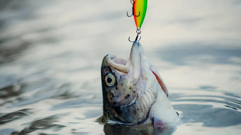 Don’t be a Fish
