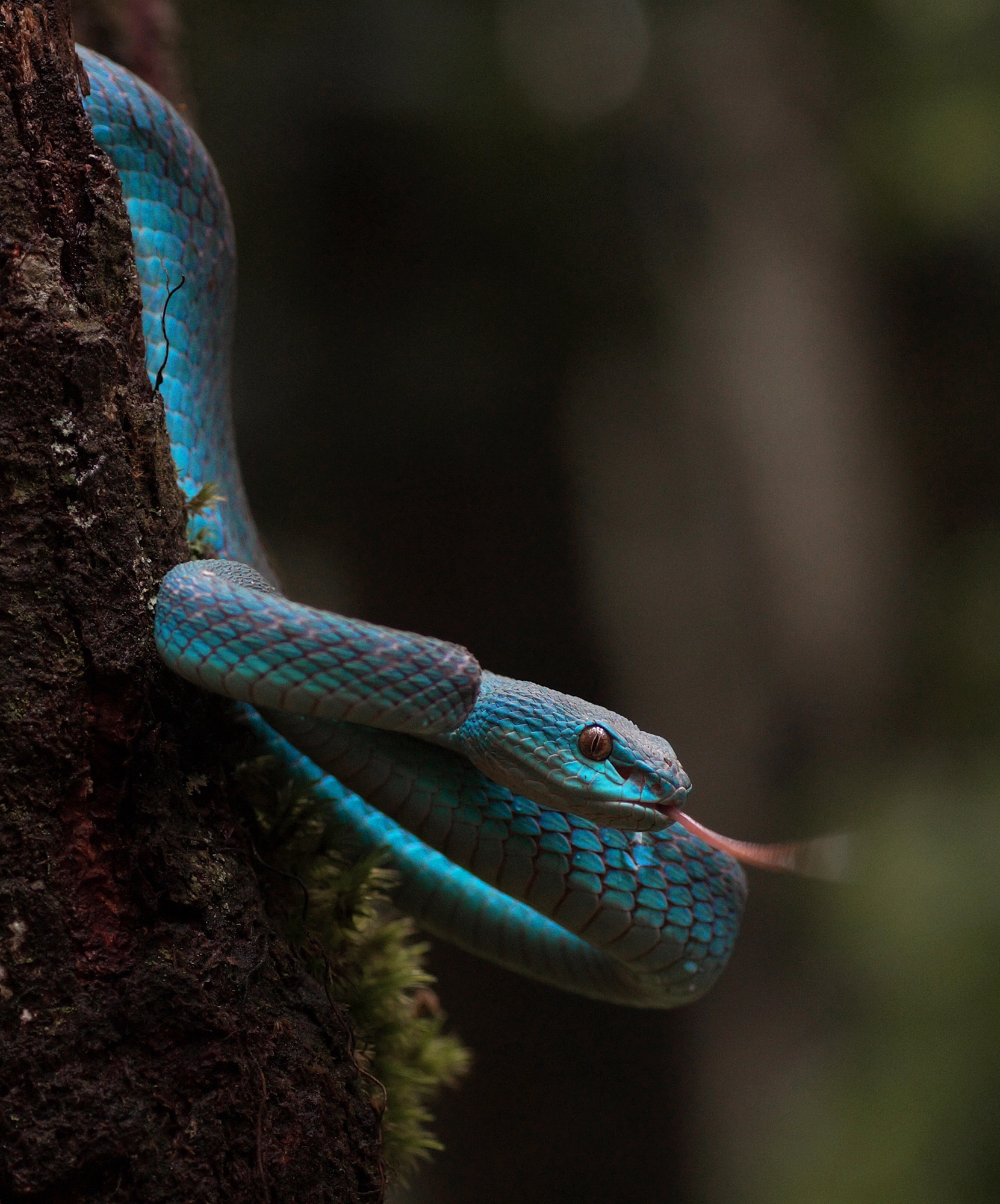 Insularis pit viper picture